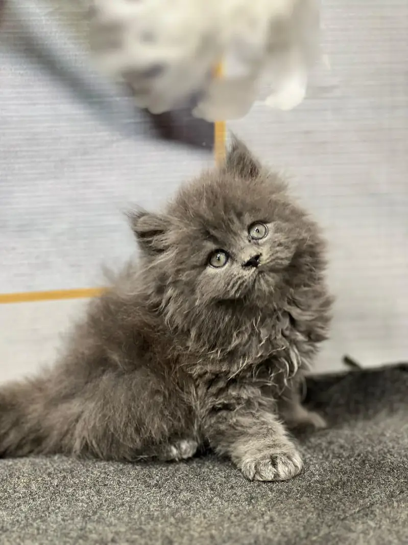 cash on deliveryparshion kitten cat male and female British — photo 7