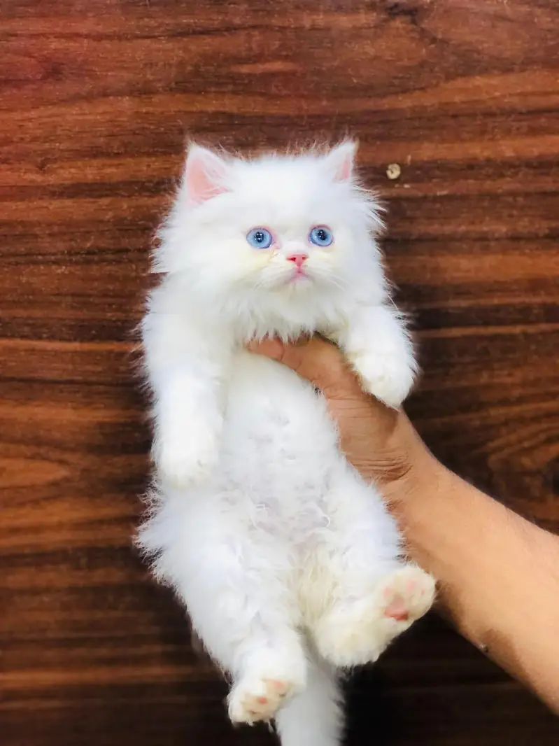 cash on deliveryparshion kitten cat male and female British — photo 8