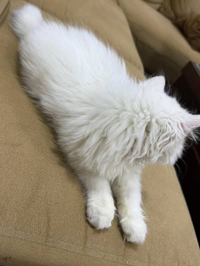  Pure White Triple-Layer Kitten Available 