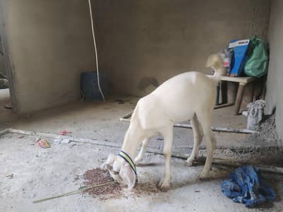 Tapra bakra