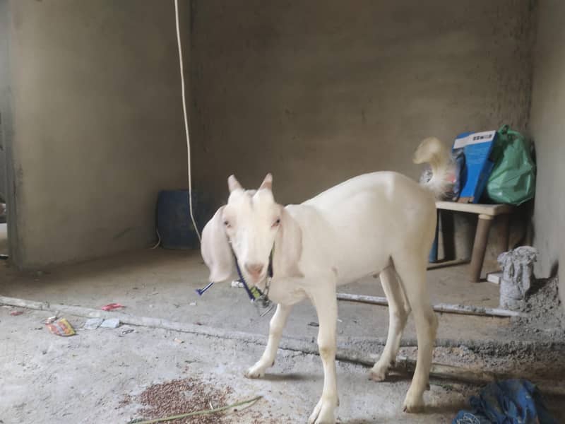 Tapra bakra 1