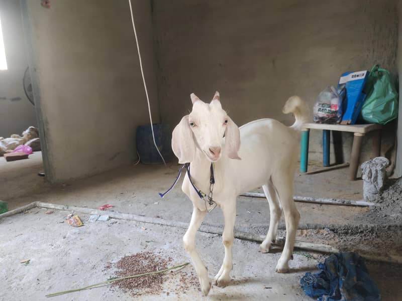 Tapra bakra 2