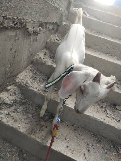 Tapra bakra pair
