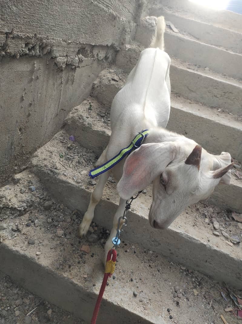 Tapra bakra 3