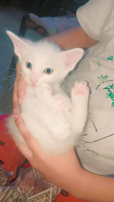 Persian kitten