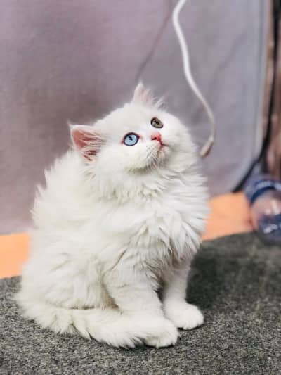 Cash on delivery Persian kitten cats