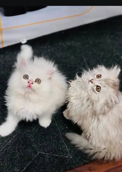 Cash on delivery Persian kitten cats