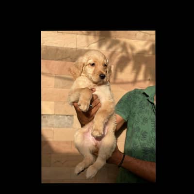 Golden Retriever Pedigreed pups