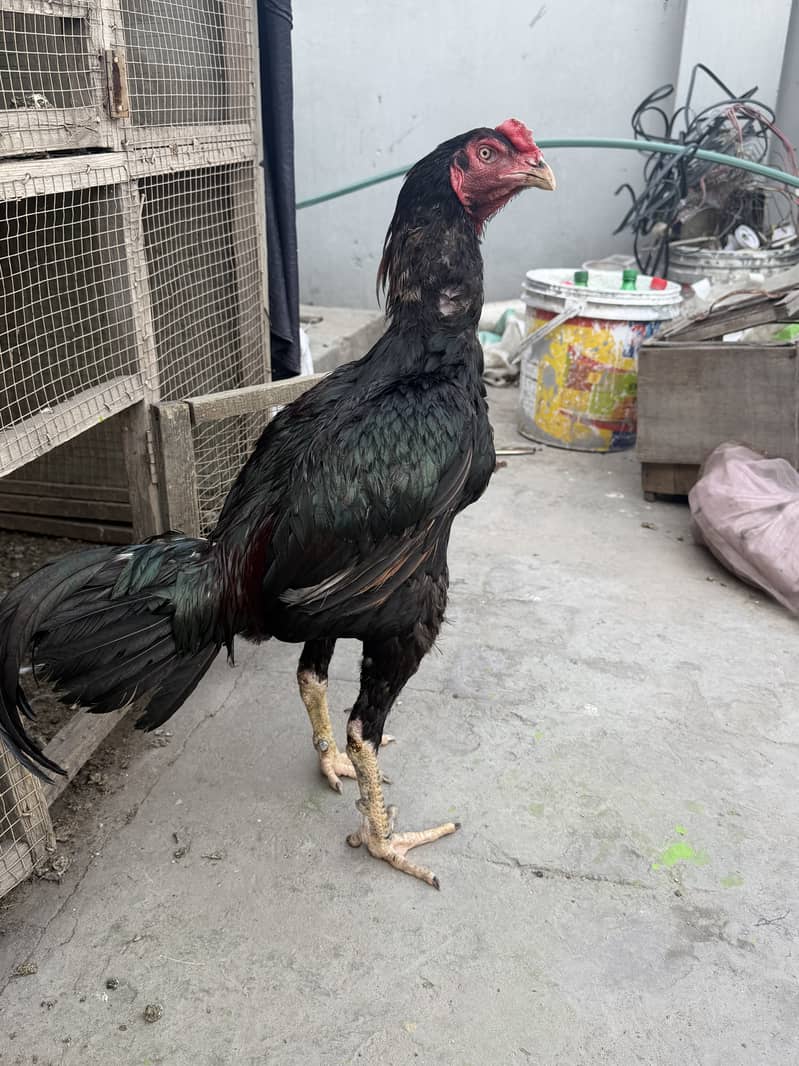Imported Breed Patha 0