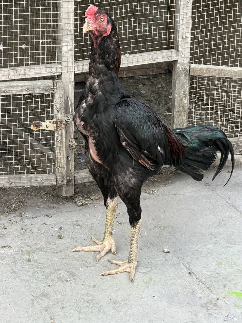 Imported Breed Patha 1