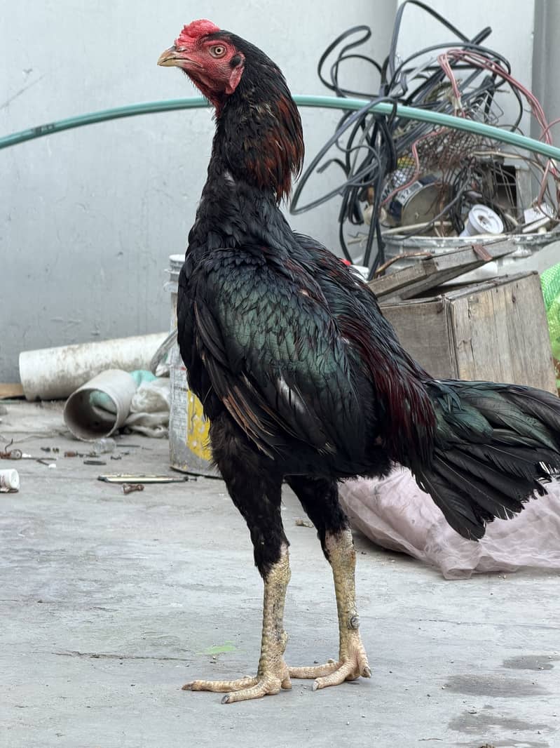 Imported Breed Patha 2