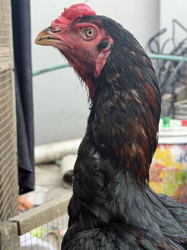 Imported Breed Patha 3