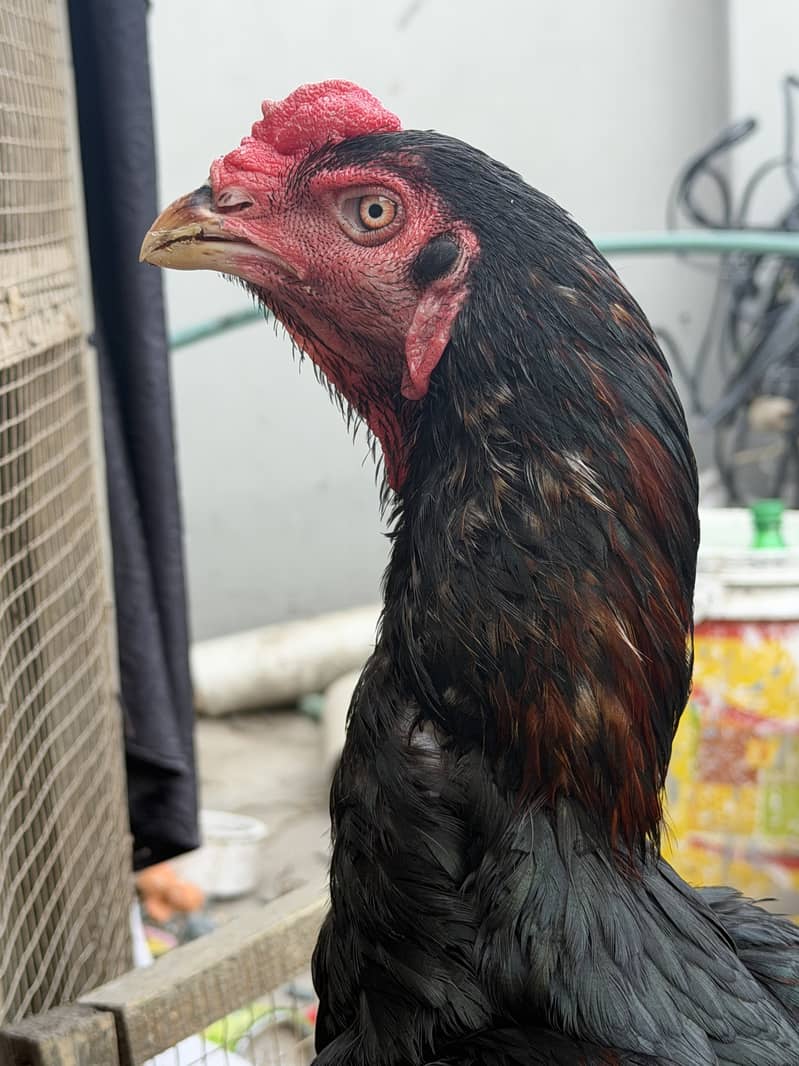 Imported Breed Patha 4