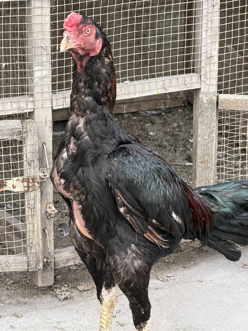 Imported Breed Patha 6