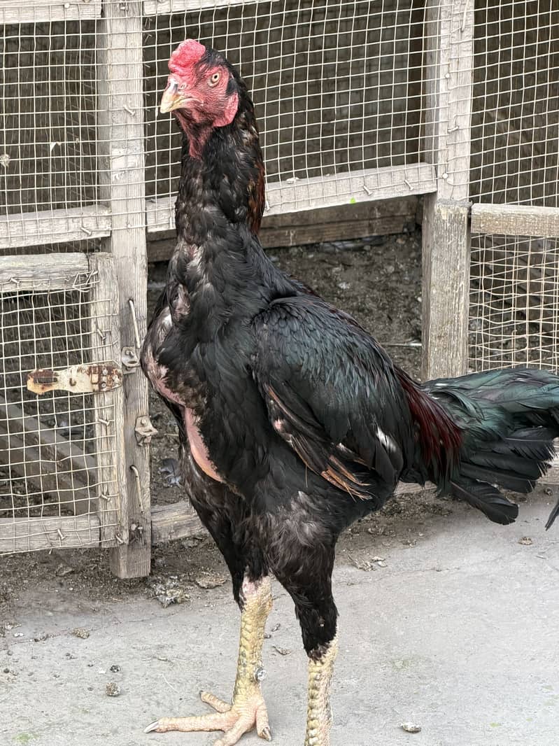 Imported Breed Patha 7