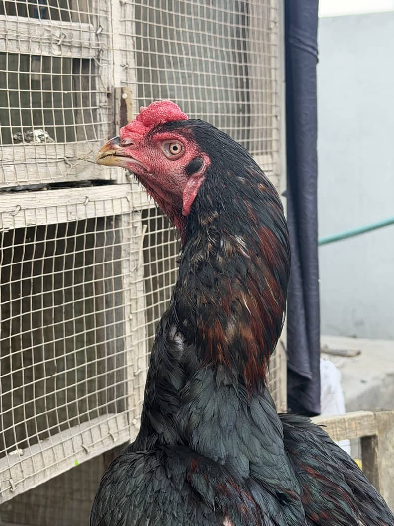 Imported Breed Patha 8
