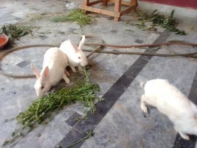 Rabbits red eye male angora female breeder top quality