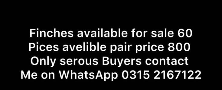 Finches for sale