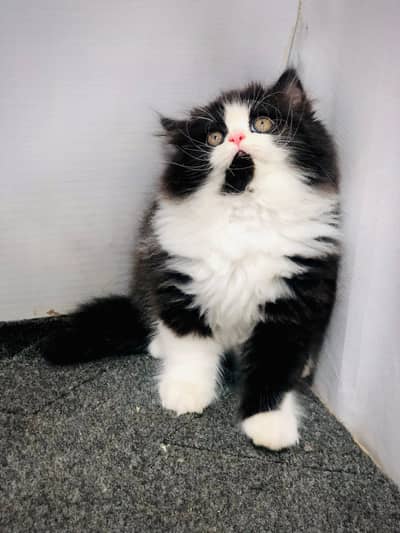 parshion kitten cat male and female British