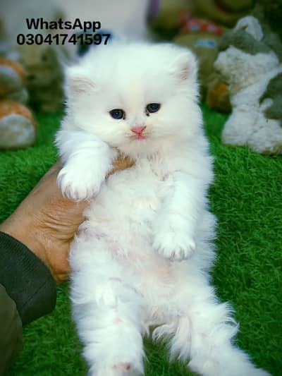 Persian triple coated kittens for sale cash on delivery available hy