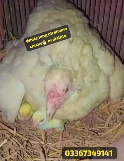 Aseel/ White king oh shamo chicks & Eggs avaialble. . 03367349141