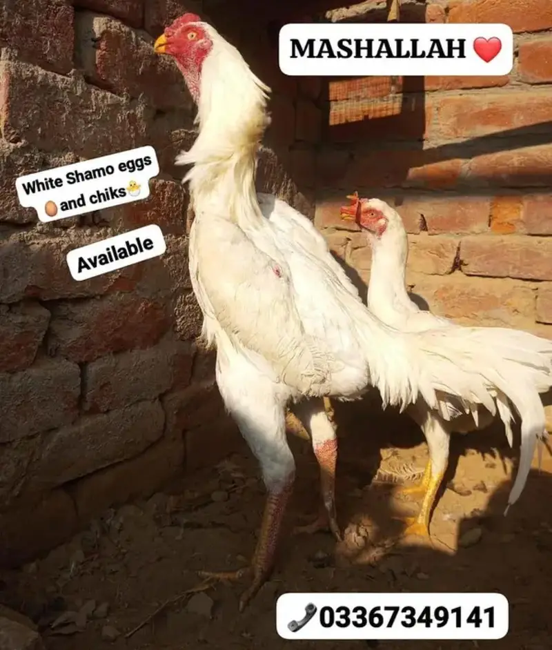Aseel/ White king oh shamo chicks & Eggs avaialble. . 03367349141 — photo 2