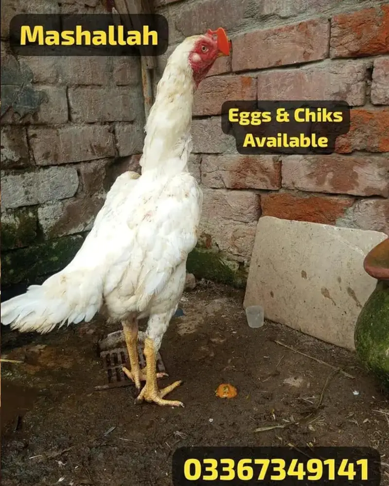 Aseel/ White king oh shamo chicks & Eggs avaialble. . 03367349141 — photo 3