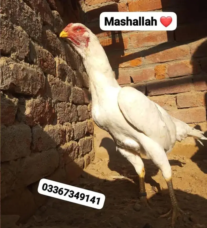 Aseel/ White king oh shamo chicks & Eggs avaialble. . 03367349141 — photo 4