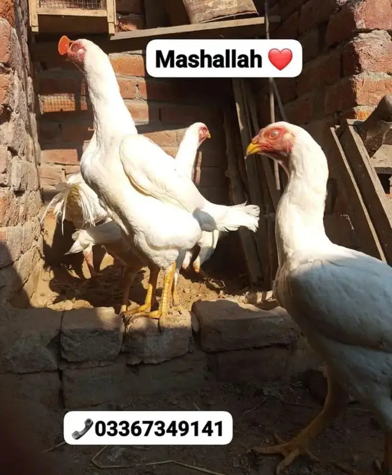 Aseel/ White king oh shamo chicks & Eggs avaialble. . 03367349141 — photo 5