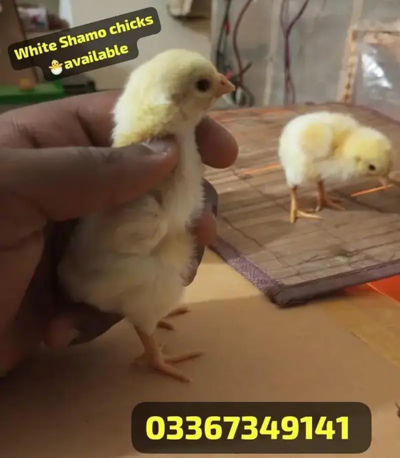 Aseel/ White king oh shamo chicks & Eggs avaialble. . 03367349141 — photo 6
