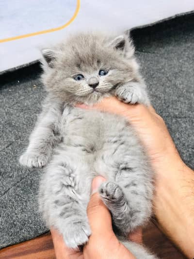 Persian triple coated kittens for sale cash on delivery available hy