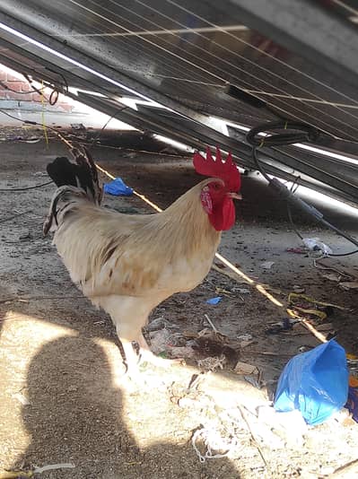 Beautiful Fancy Desi Chickens | Best Village Chicken Breeds 
