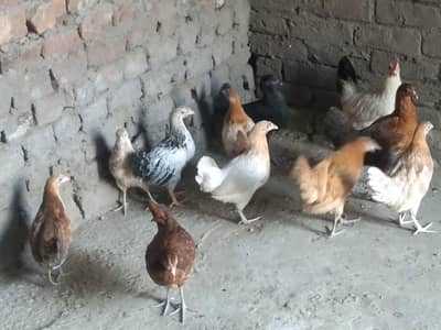 Golden Misri Hens