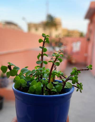 Elegant Blue Ceramic Pot with Live Succulent