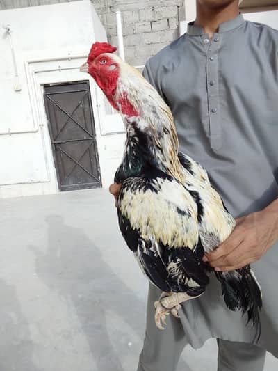 pure aseel