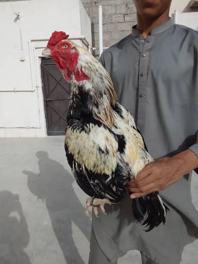 pure aseel