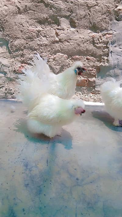 silkie male for sale