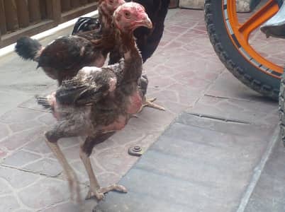 Mianwali Aseel Hen / Aseel Murghi / Eggs Laying Hen