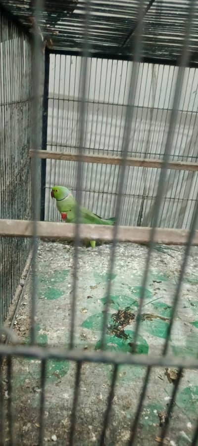 ringneck