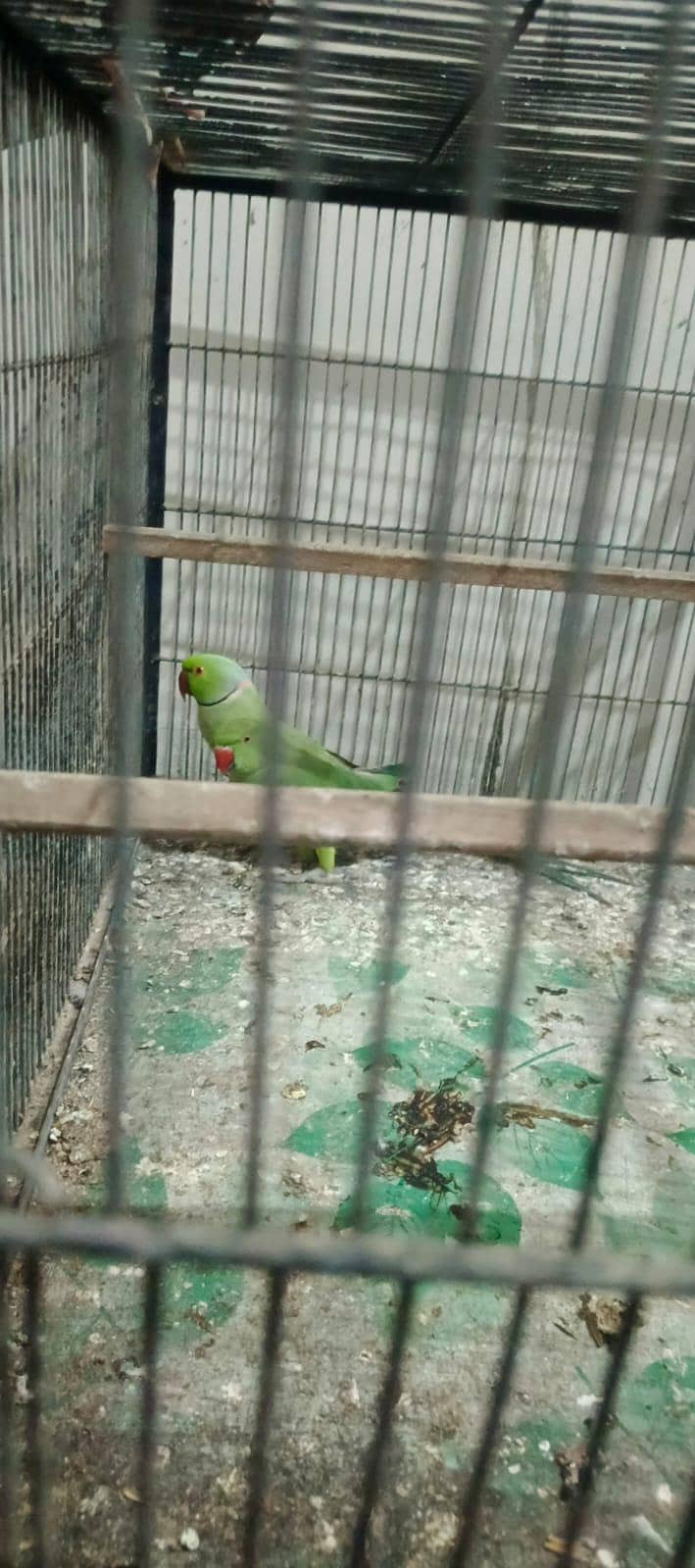 ringneck 0