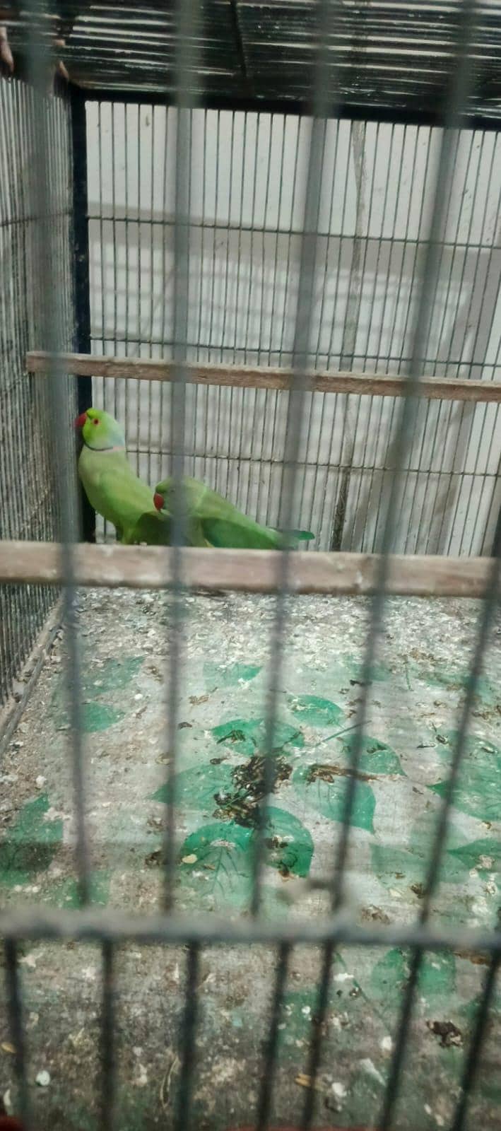 ringneck 1