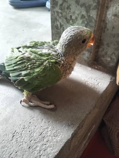 Ringneck chicks