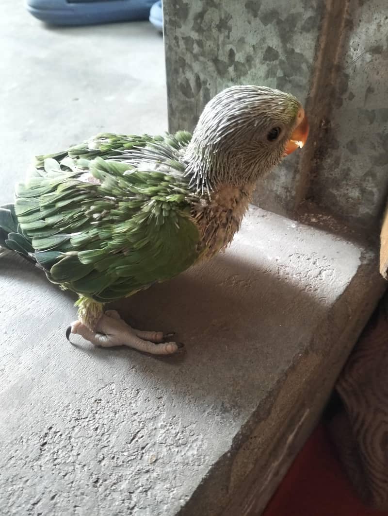 Ringneck chicks 0