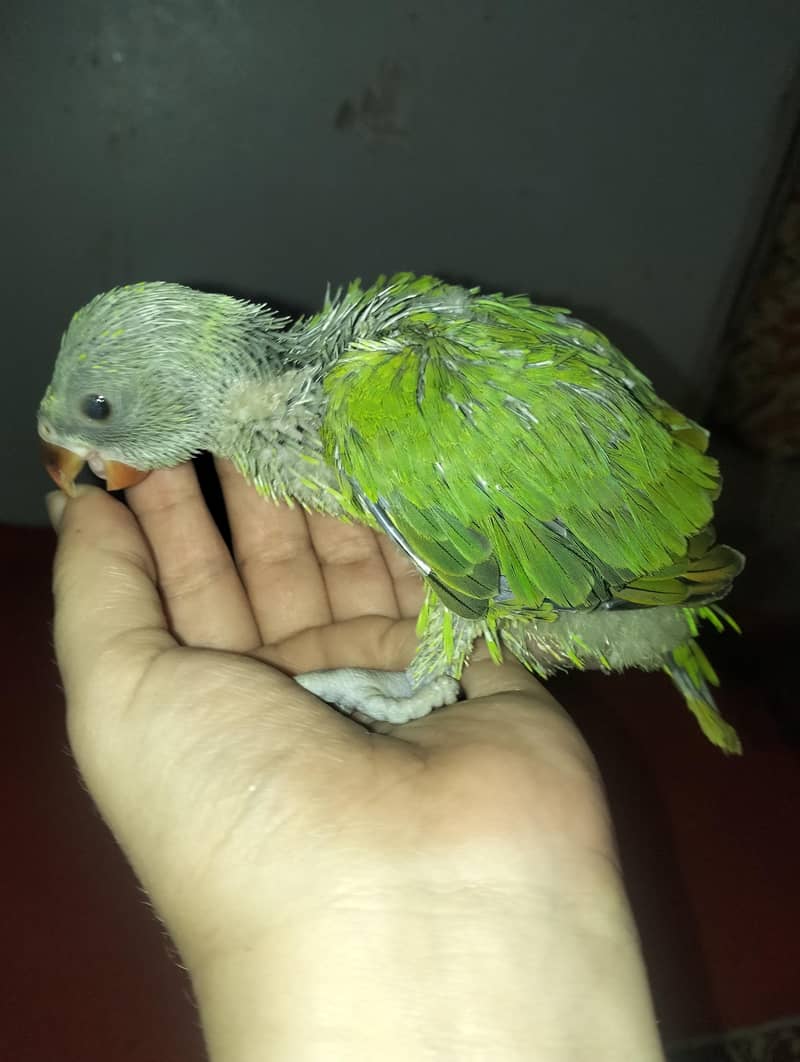 Ringneck chicks 1