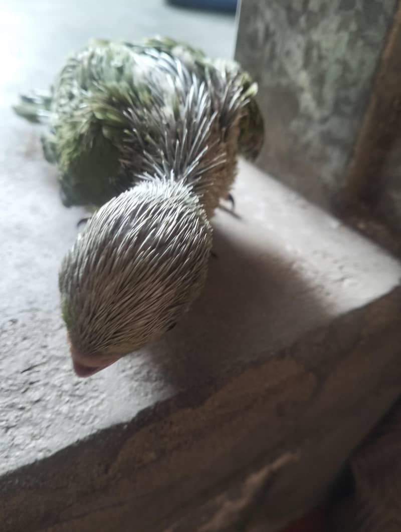 Ringneck chicks 2