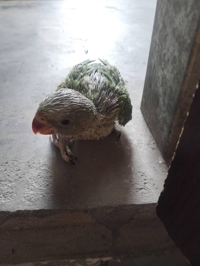 Ringneck chicks 3