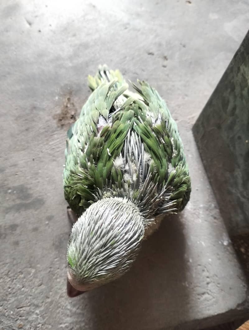 Ringneck chicks 4