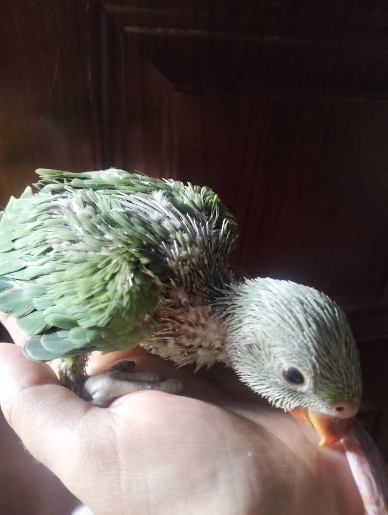 Ringneck chicks 5