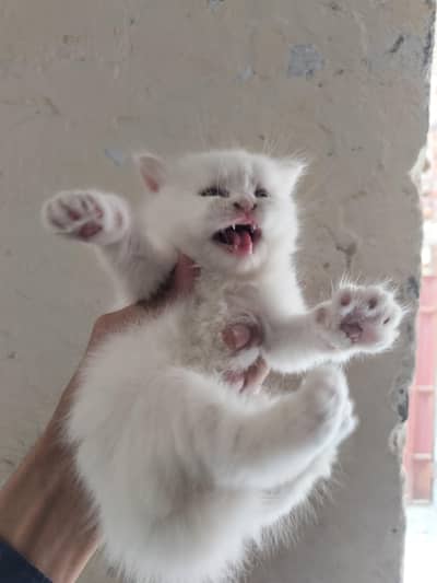 Persian cat baby