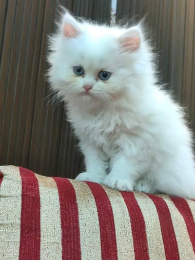 kittens for sale